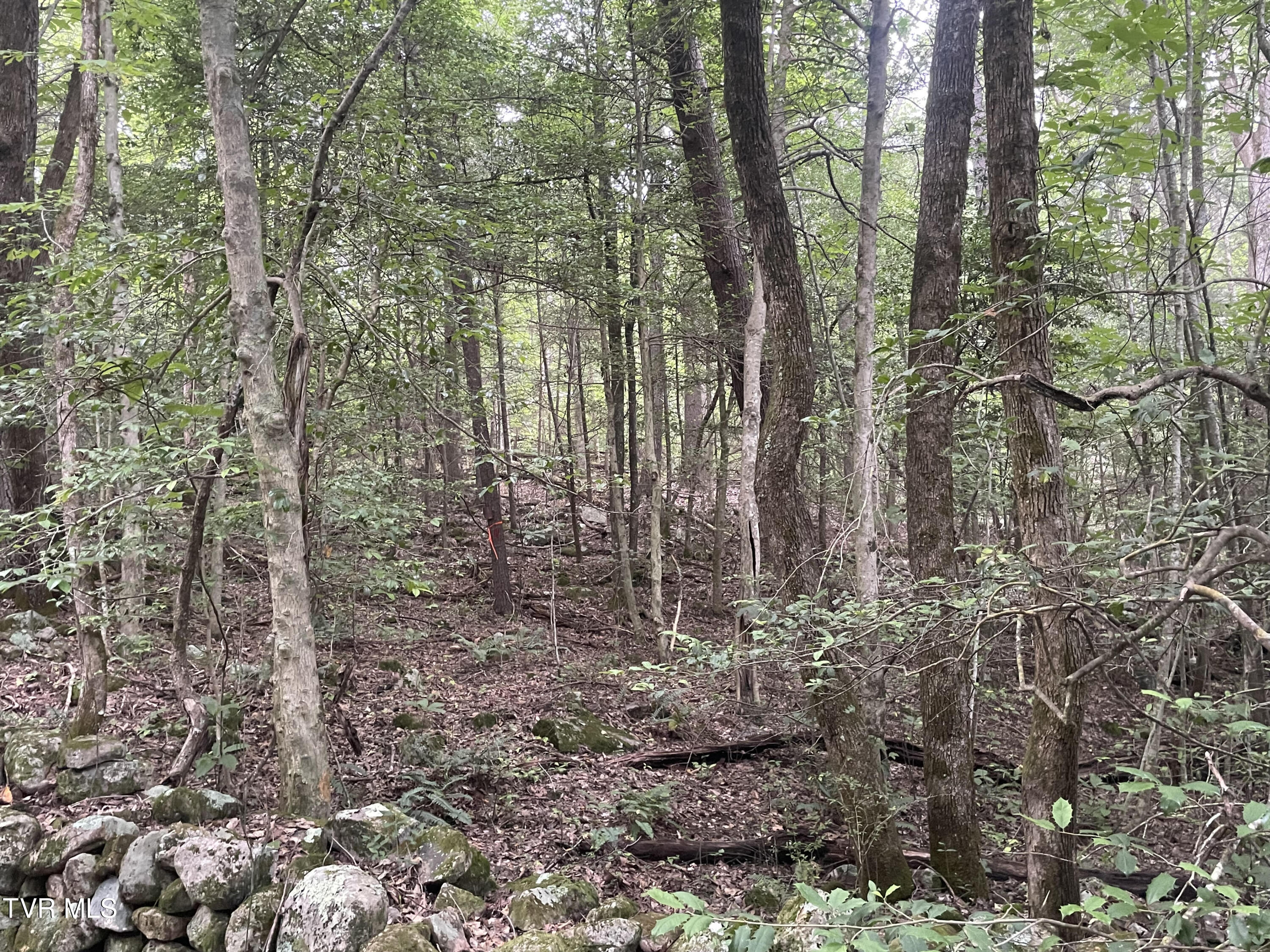 172 Carl Taylor Road Elizabethton, TN 37643 - Photo 4 of 4 Carl Taylor 4