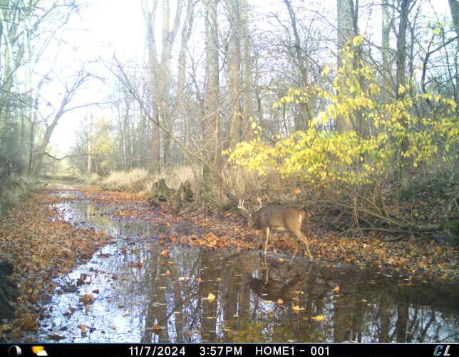 27770 Zook Road Richwood, OH 43344 - Photo 65 of 67 photo 1 deer