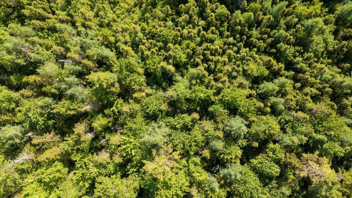 8 Cushing Road Cushing, ME 04563 - Photo 9 of 11 Map 7 Lot 8-1 Cushing Road, Cushing