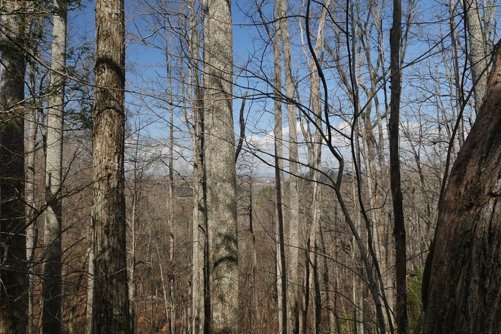 Tbd Rush Creek Road Glade Spring, VA 24340 - Photo 40 of 69 Gallery Image 40