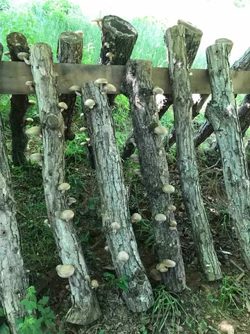 $1,070,000 | 9943 Highland Turnpike, McDowell, VA 24458