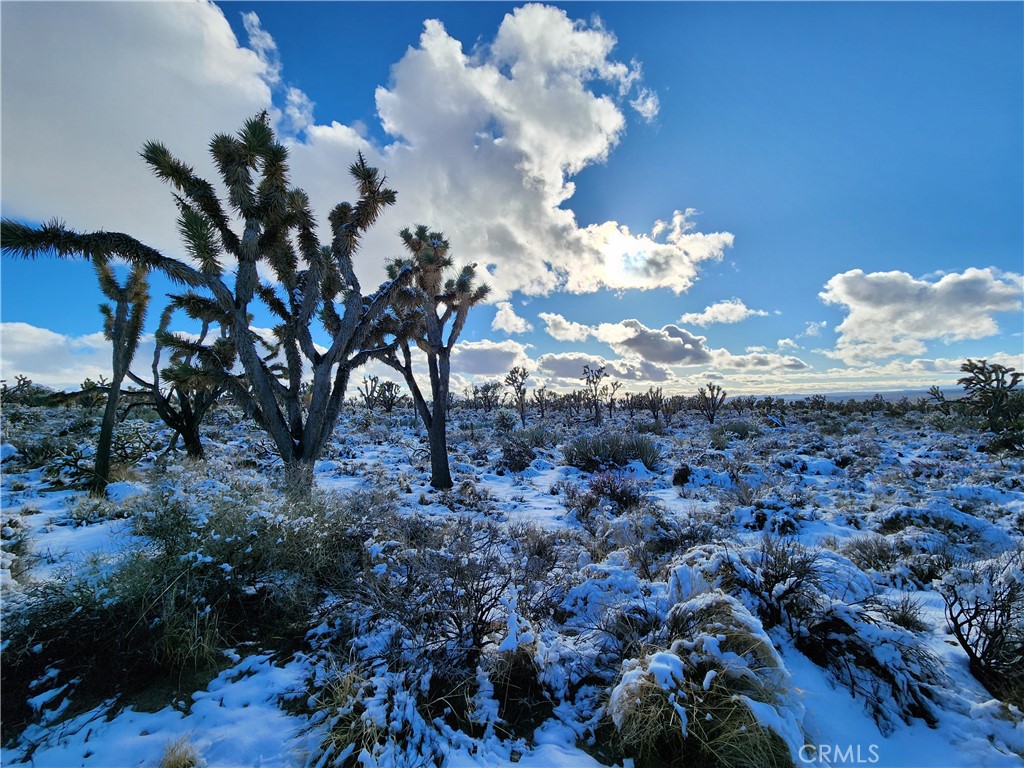 98202 Old Cima Ranch Road Nipton, CA 92364 - Photo 11 of 42 a view of a of flowers