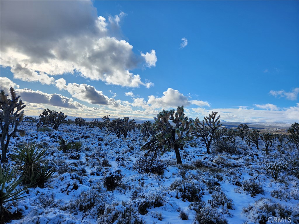 98202 Old Cima Ranch Road Nipton, CA 92364 - Photo 13 of 42 a view of a yard