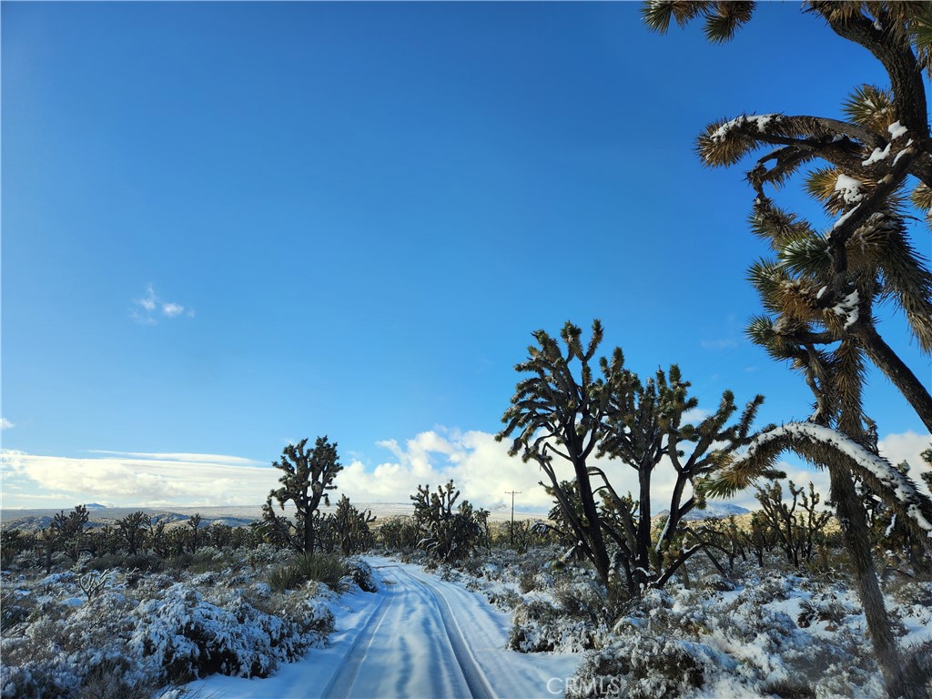 98202 Old Cima Ranch Road Nipton, CA 92364 - Photo 14 of 42 a view of a flower