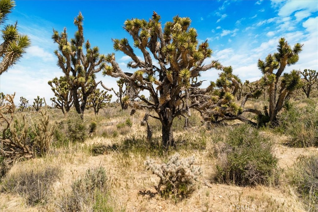 98202 Old Cima Ranch Road Nipton, CA 92364 - Photo 19 of 42 a view of a tree in a yard