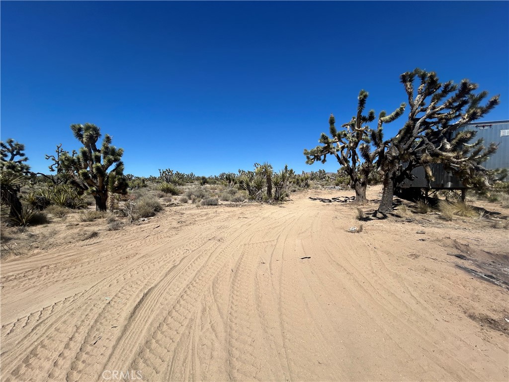 98202 Old Cima Ranch Road Nipton, CA 92364 - Photo 35 of 42 a view of a yard with a tree
