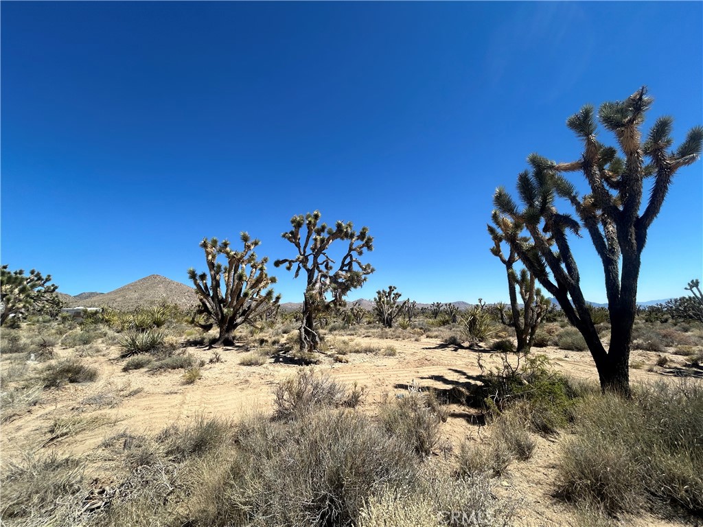 98202 Old Cima Ranch Road Nipton, CA 92364 - Photo 37 of 42 a view of a yard with a tree