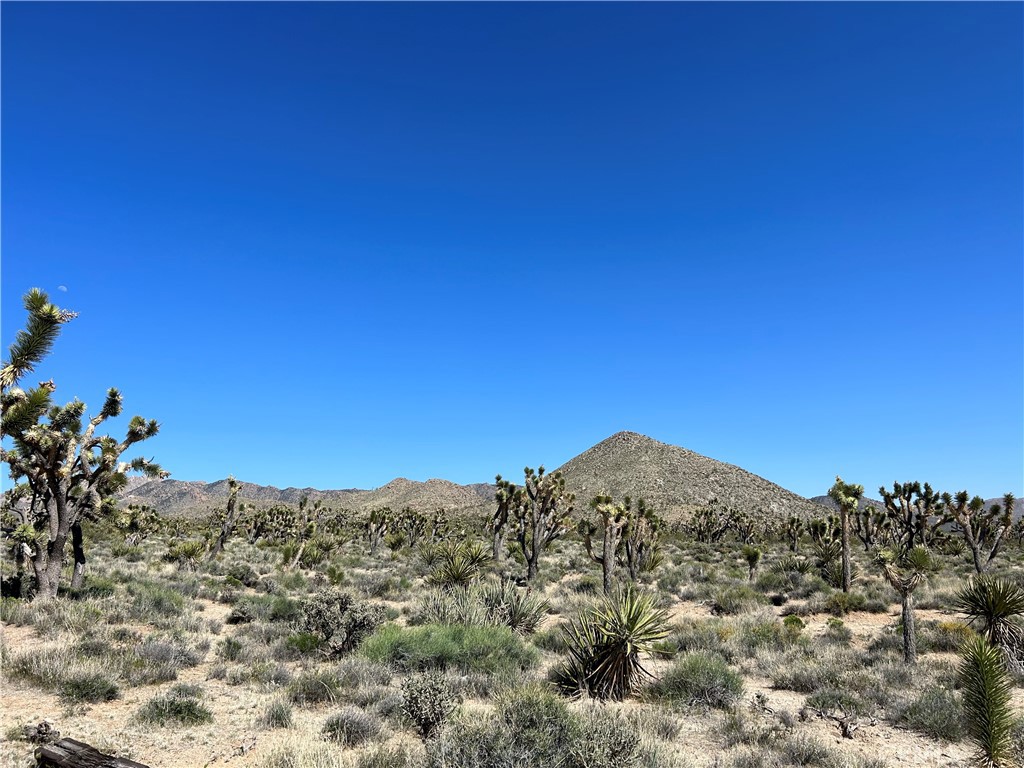 98202 Old Cima Ranch Road Nipton, CA 92364 - Photo 39 of 42 a view of a large tree with a mountain in the background