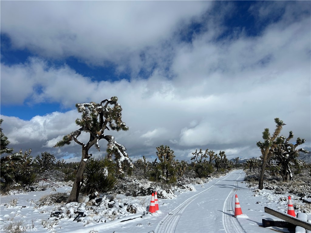 98202 Old Cima Ranch Road Nipton, CA 92364 - Photo 8 of 42 a view of a flower in a yard