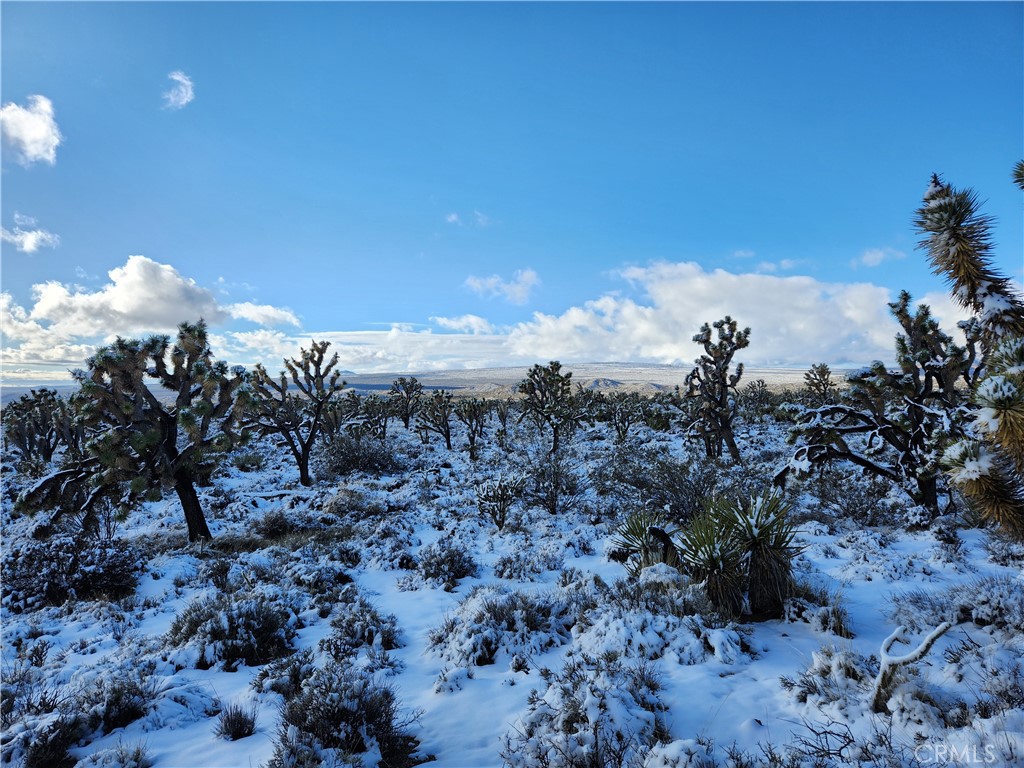 98202 Old Cima Ranch Road Nipton, CA 92364 - Photo 10 of 42 a view of a dry yard with lots of trees