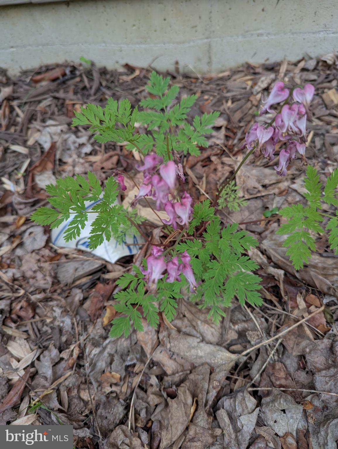 160 Germany Ridge Road Elliottsburg, PA 17024 - Photo 78 of 83 Delicate blooms amidst earthy foliage.