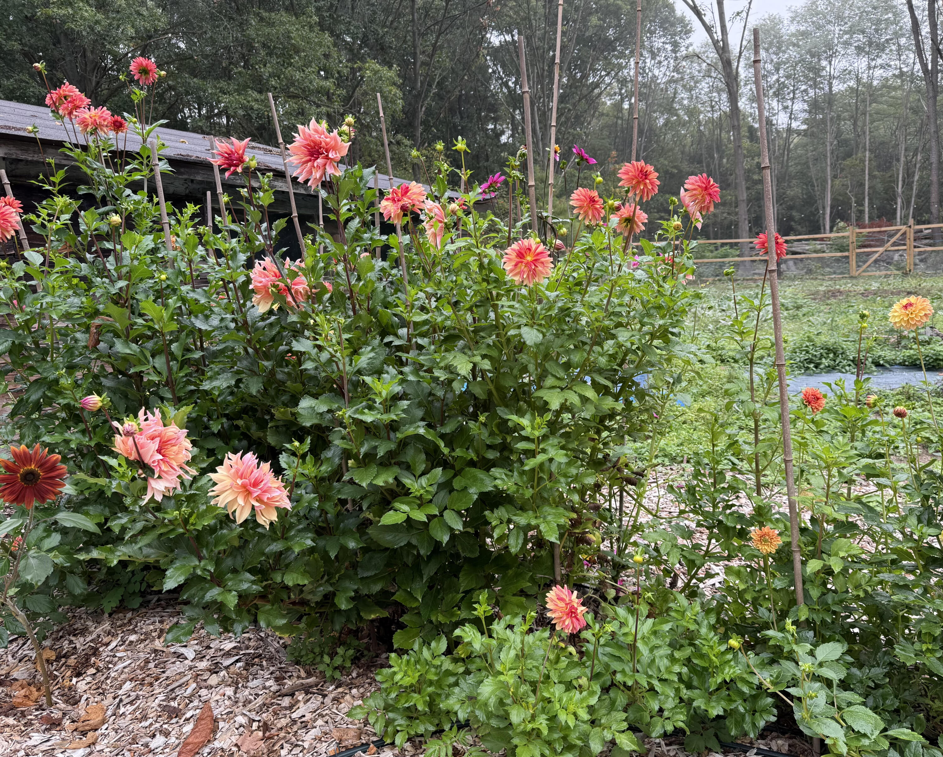 3017 Old Allegan Road Fennville, MI 49408 - Photo 24 of 41 flowers 2
