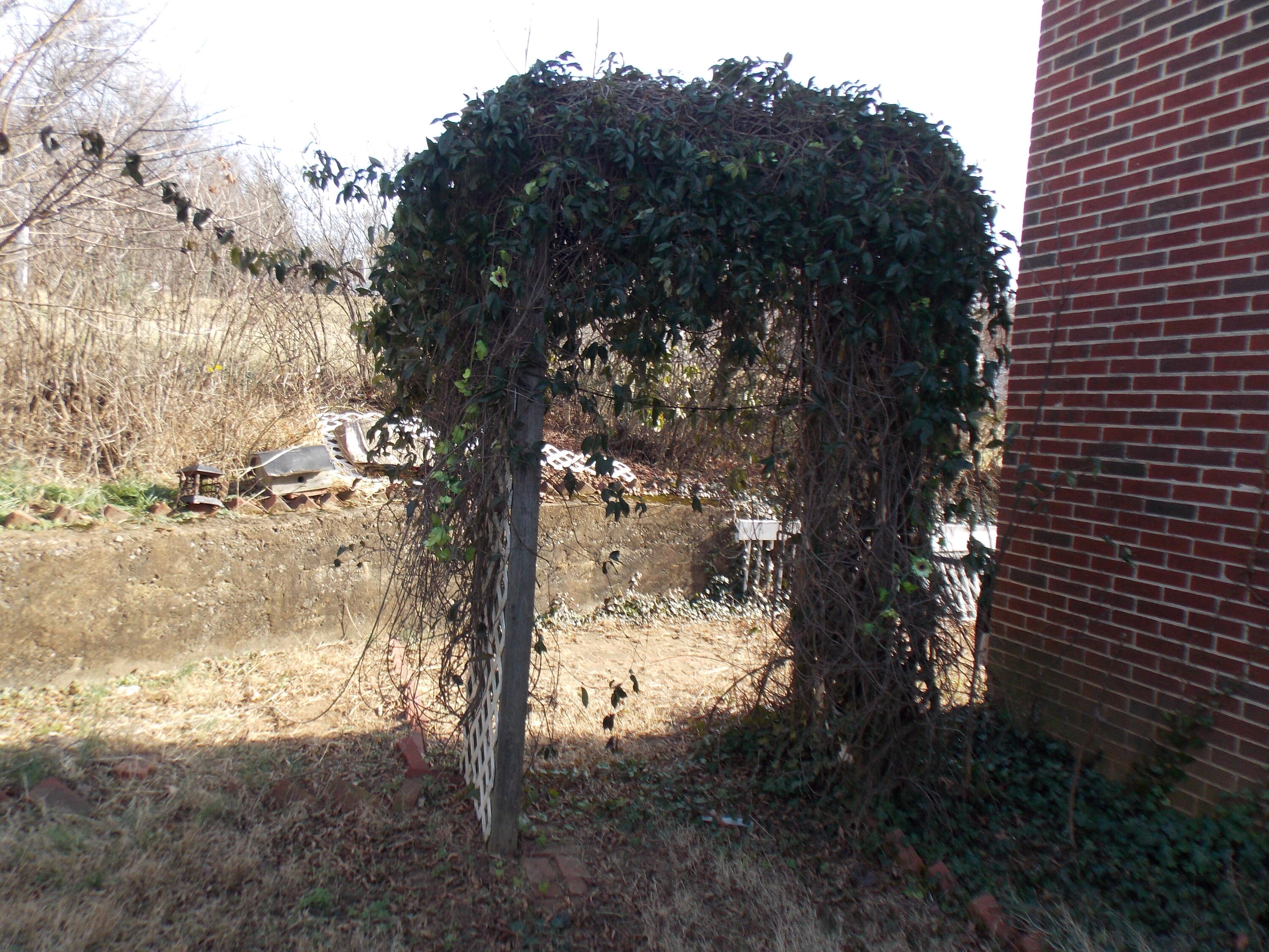 624 South Maple Street Vinton, VA 24179 - Photo 12 of 43 a view of a tree in a yard