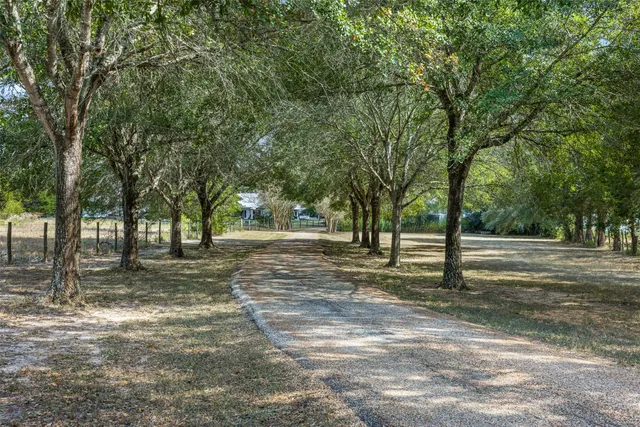 a view of a tree in the middle of a yard