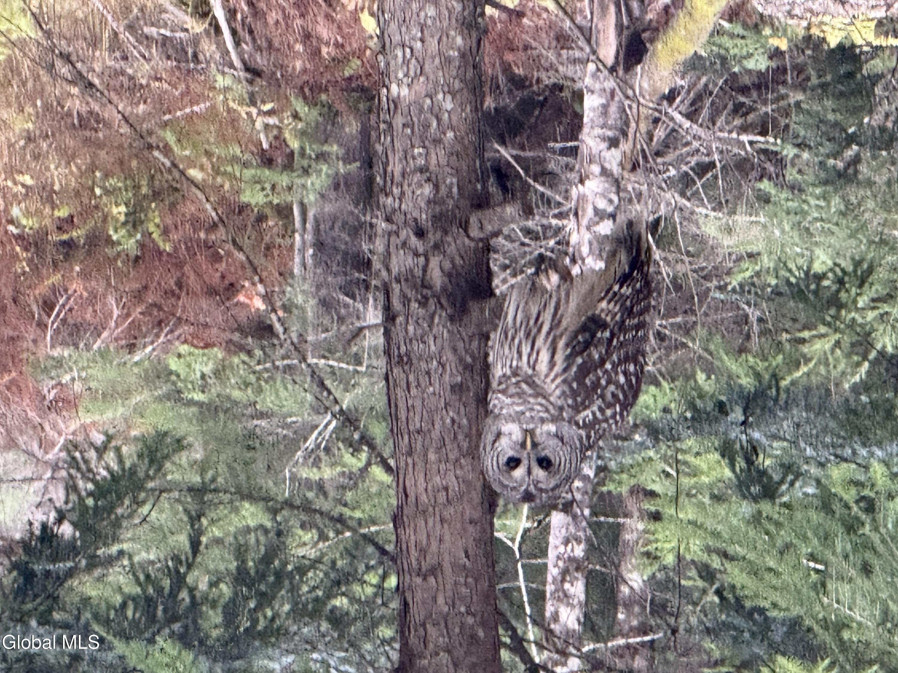 75 Carey Road Day, NY 12835 - Photo 6 of 21 IMG_1755