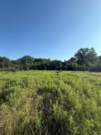 a view of a lush green forest