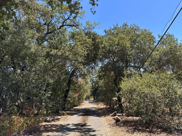 a view of a tree in a yard