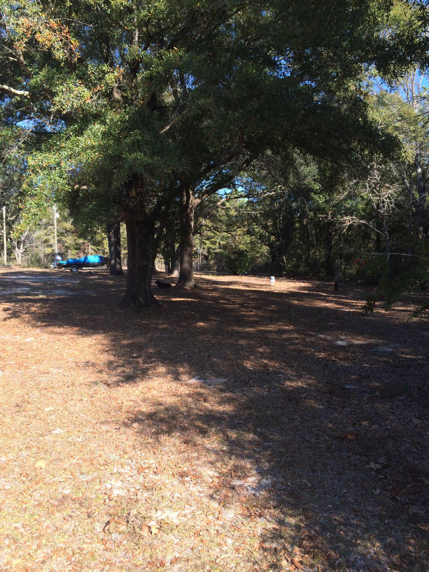 5555 Buck Ward Road Baker, FL 32531 - Photo 65 of 68 a view of a yard with a tree