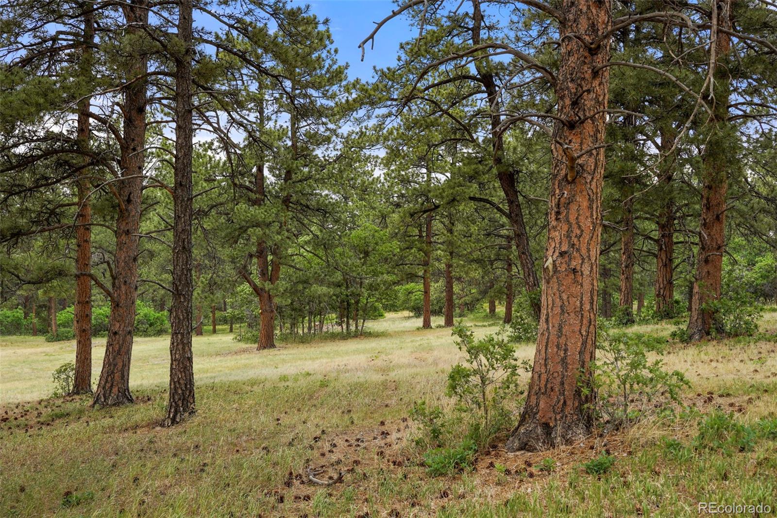 9610 South Perry Park Road Larkspur, CO 80118 - Photo 41 of 50