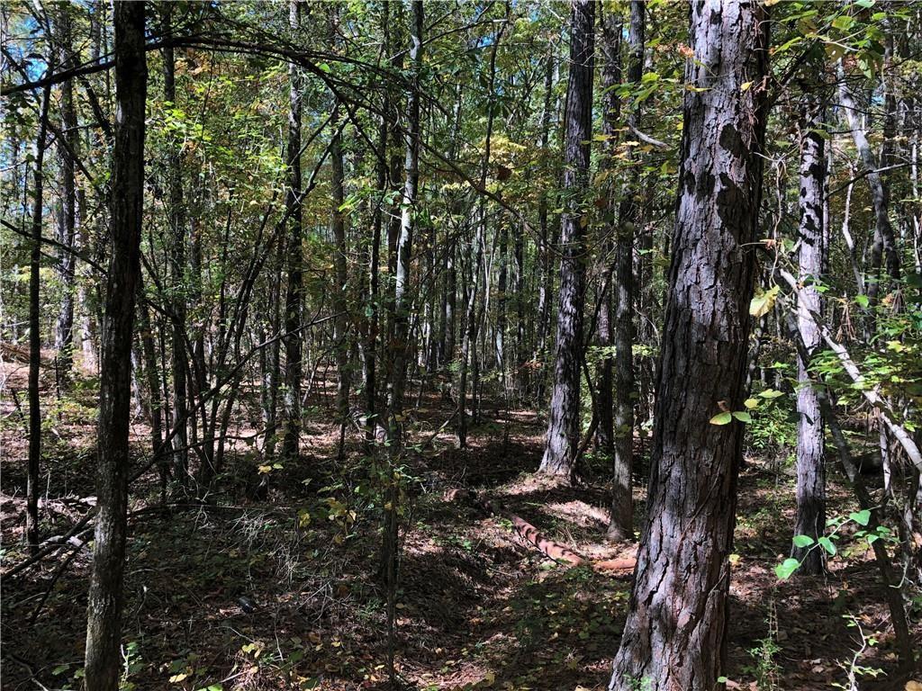 0 Coady Road Jackson, GA 30233 - Photo 4 of 7 a view of a tree