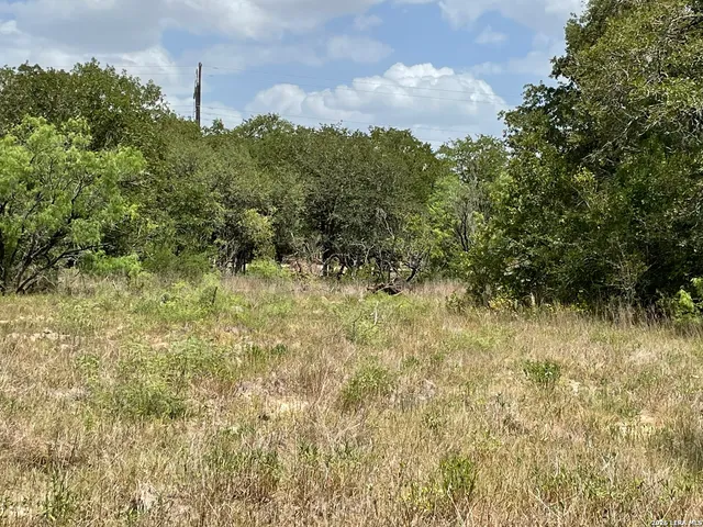 a view of a bunch of trees and bushes