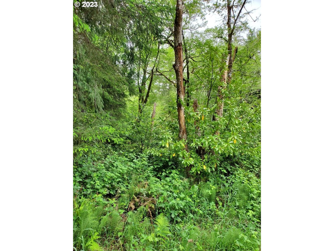 Munsel Lake, Unit TL100 Florence, OR 97439 - Photo 12 of 20 a backyard of a house