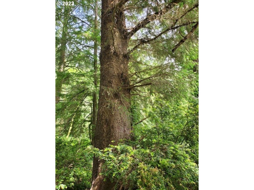 Munsel Lake, Unit TL100 Florence, OR 97439 - Photo 14 of 20 a picture of a tree