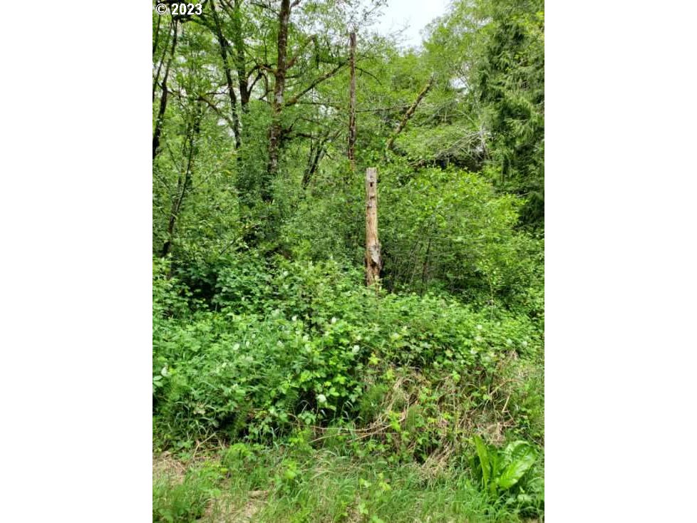 Munsel Lake, Unit TL100 Florence, OR 97439 - Photo 15 of 20 a close up of a plant in a garden
