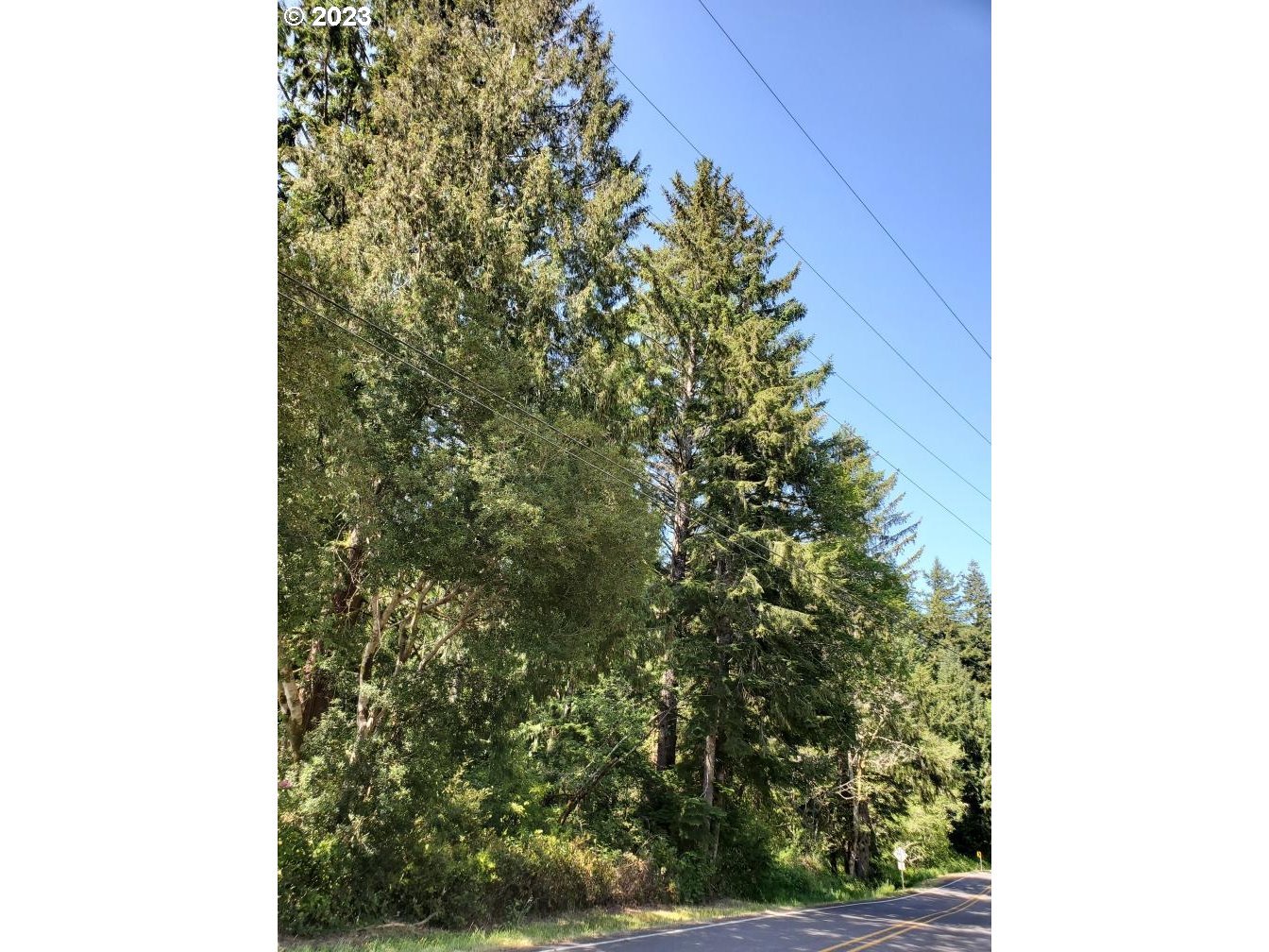 Munsel Lake, Unit TL100 Florence, OR 97439 - Photo 18 of 20 a close up of a tree in a field