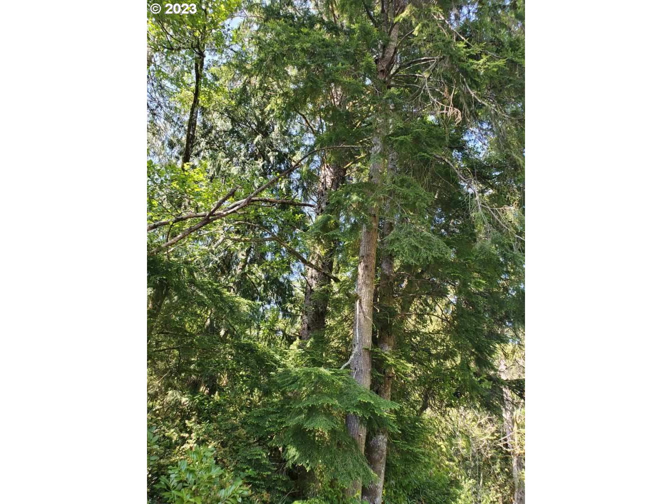 Munsel Lake, Unit TL100 Florence, OR 97439 - Photo 20 of 20 a close up of a tree in a forest