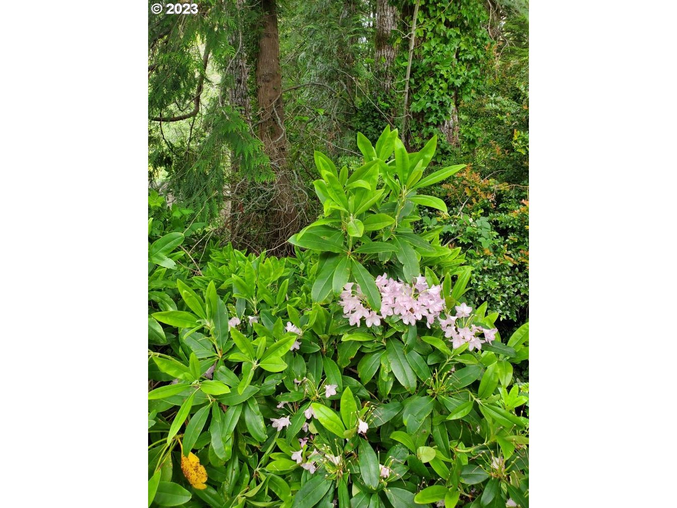 Munsel Lake, Unit TL100 Florence, OR 97439 - Photo 3 of 20 a close up of a plant in a garden