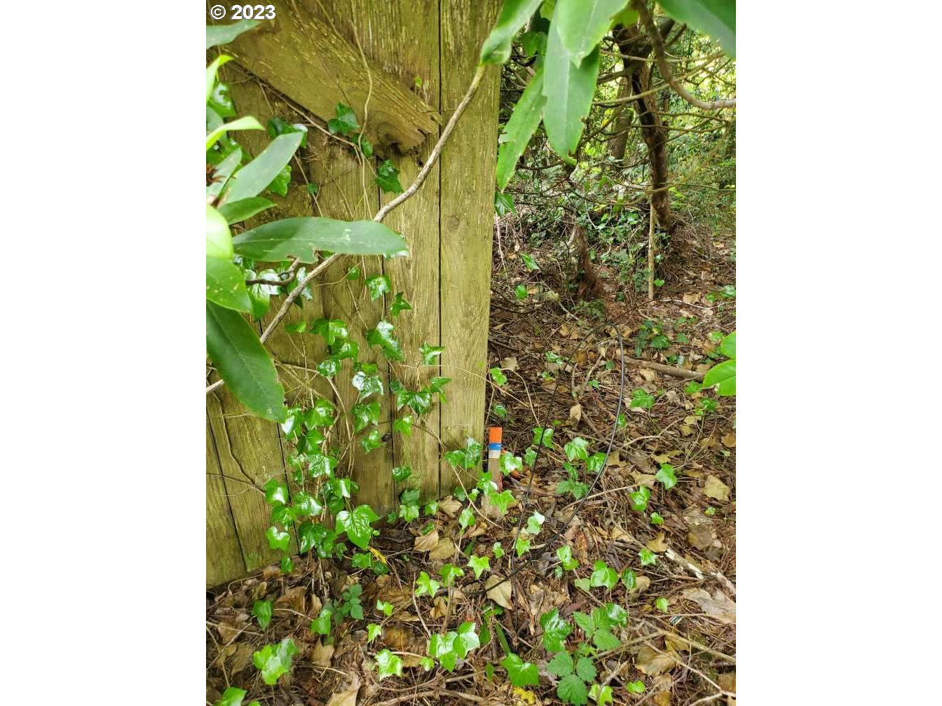 Munsel Lake, Unit TL100 Florence, OR 97439 - Photo 7 of 20 a close up of a plant in a garden