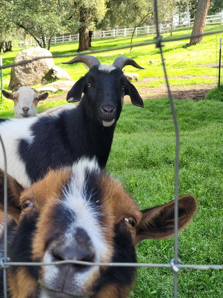 3091 Sand Ridge Road Placerville, CA 95667 - Photo 3 of 51