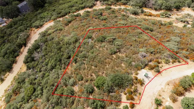 a view of a forest with a tree