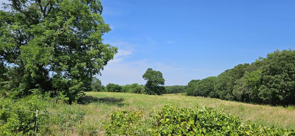 a view of a garden with a tree in the background