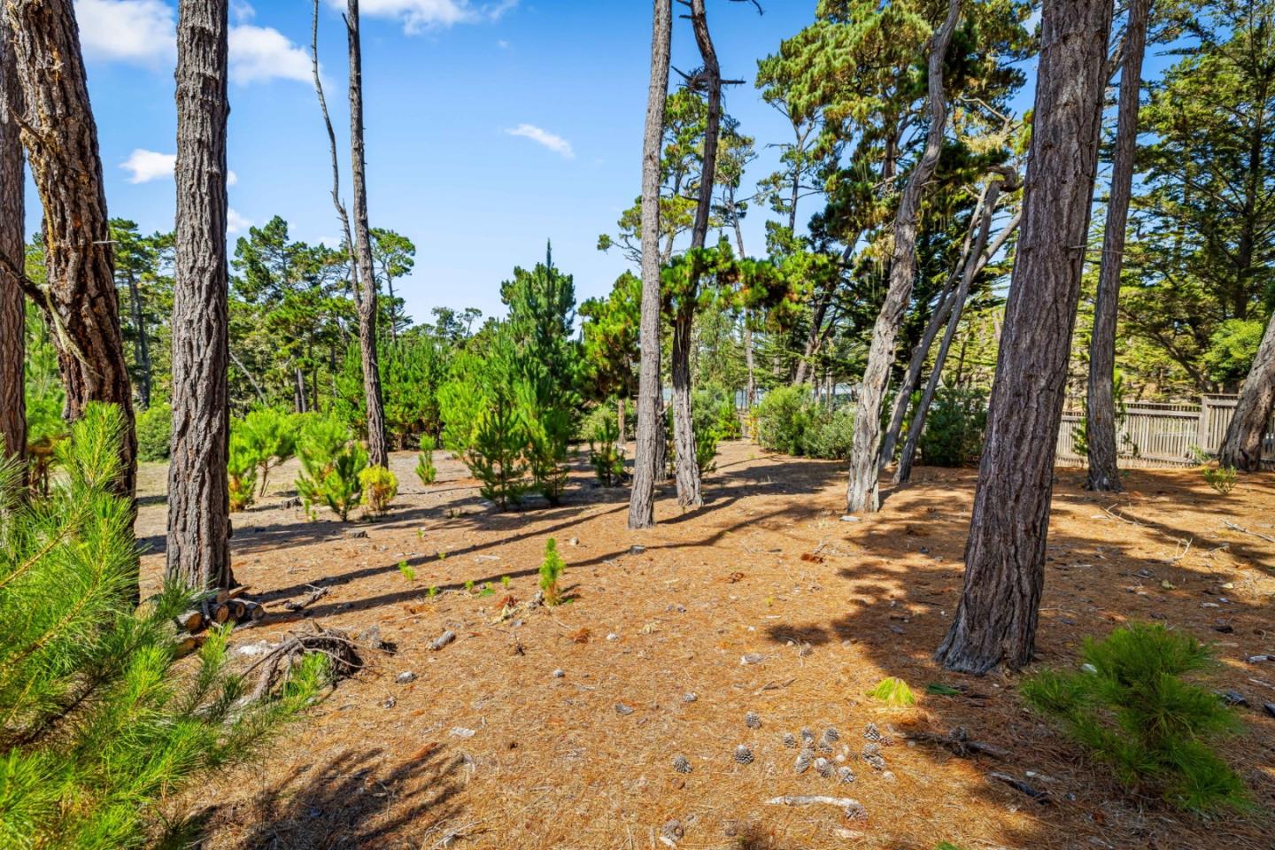 1268 Viscaino Road Pebble Beach, CA 93953 - Photo 42 of 47 a view of a yard with plants and large trees