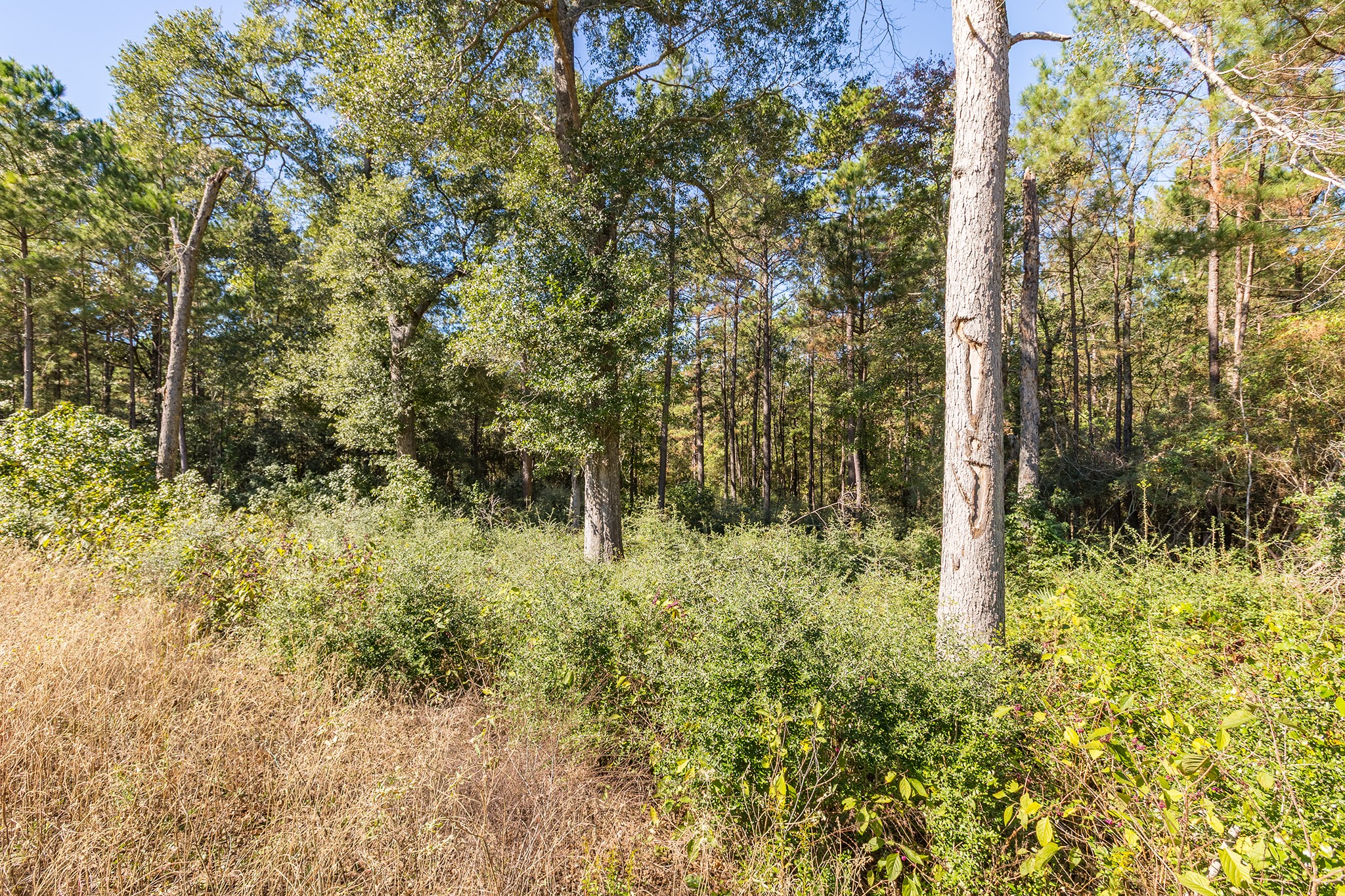 127 Inscription Lane Huntsville, TX 77340 - Photo 12 of 16 a view of forest
