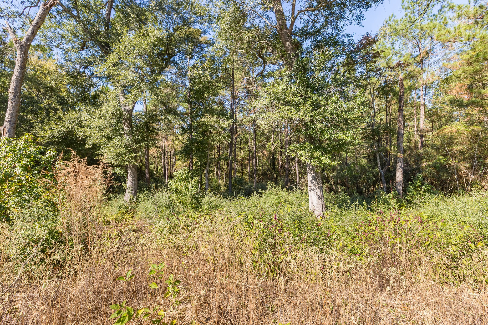 127 Inscription Lane Huntsville, TX 77340 - Photo 13 of 16 a view of a yard