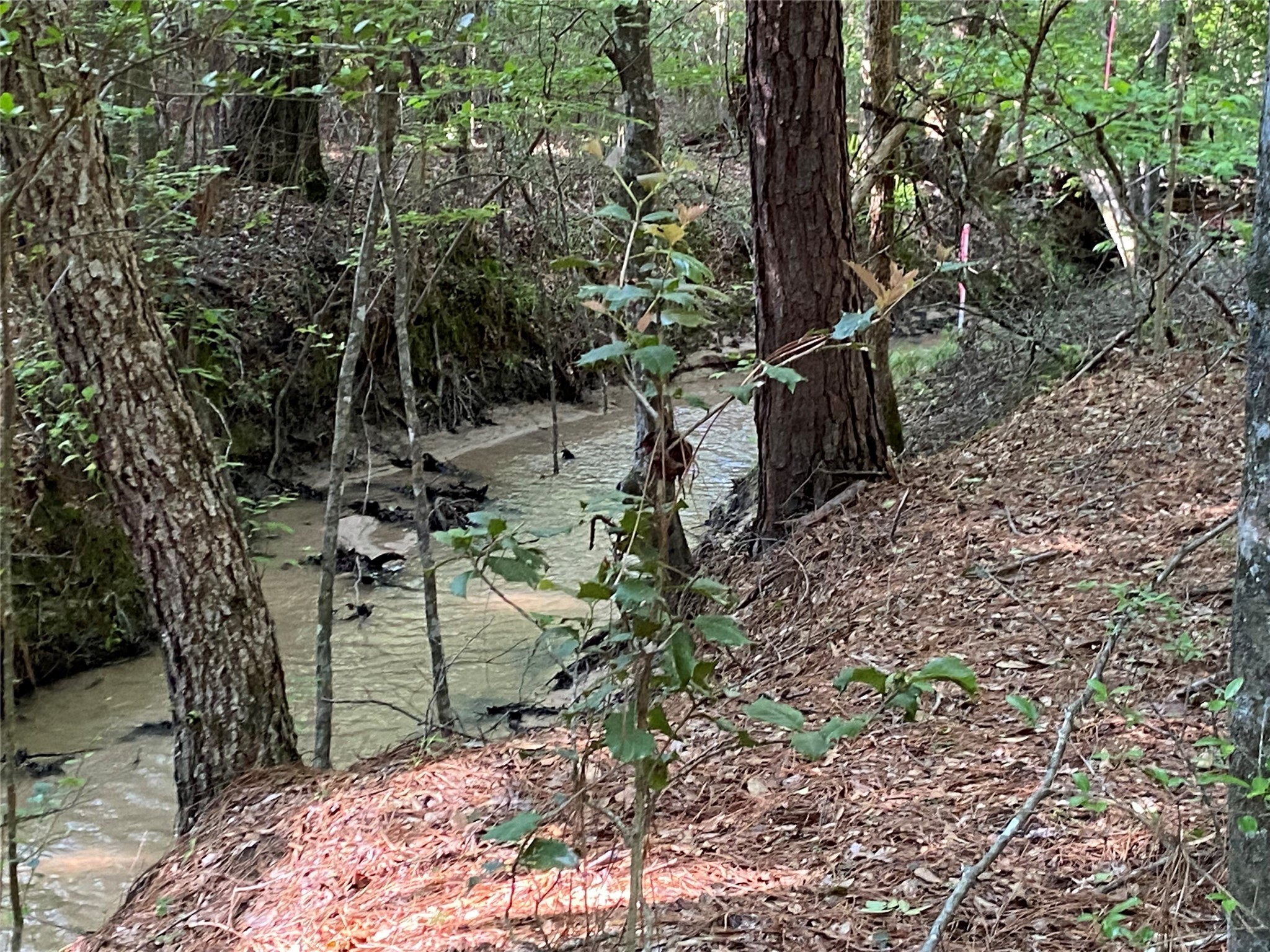 127 Inscription Lane Huntsville, TX 77340 - Photo 4 of 16 a backyard of a house with lots of green space