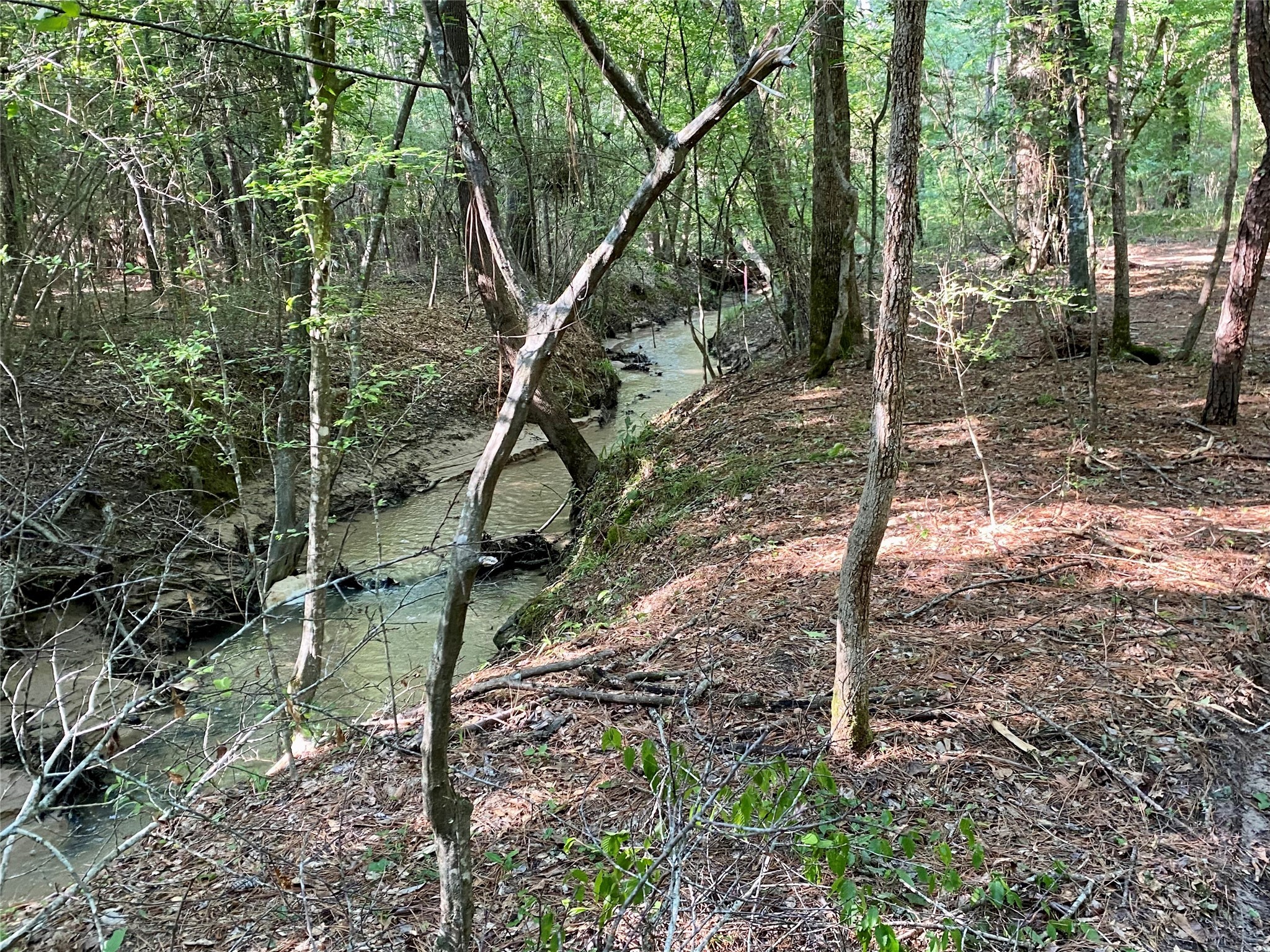 127 Inscription Lane Huntsville, TX 77340 - Photo 5 of 16 a backyard of a house with lots of green space