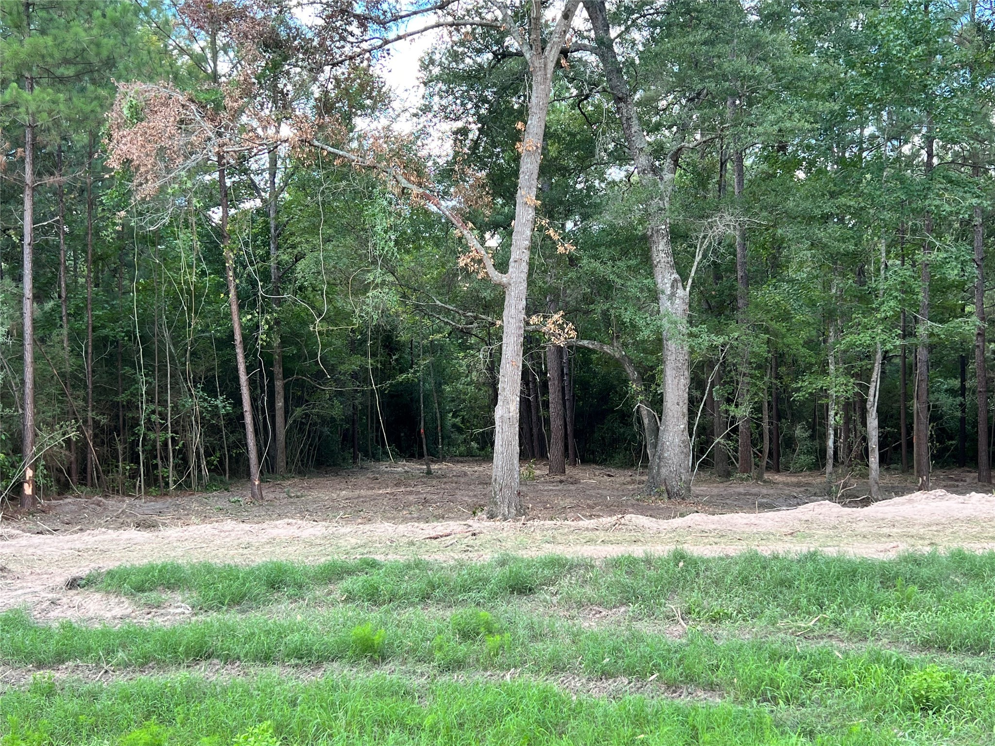 127 Inscription Lane Huntsville, TX 77340 - Photo 6 of 16 a backyard of a house with lots of green space