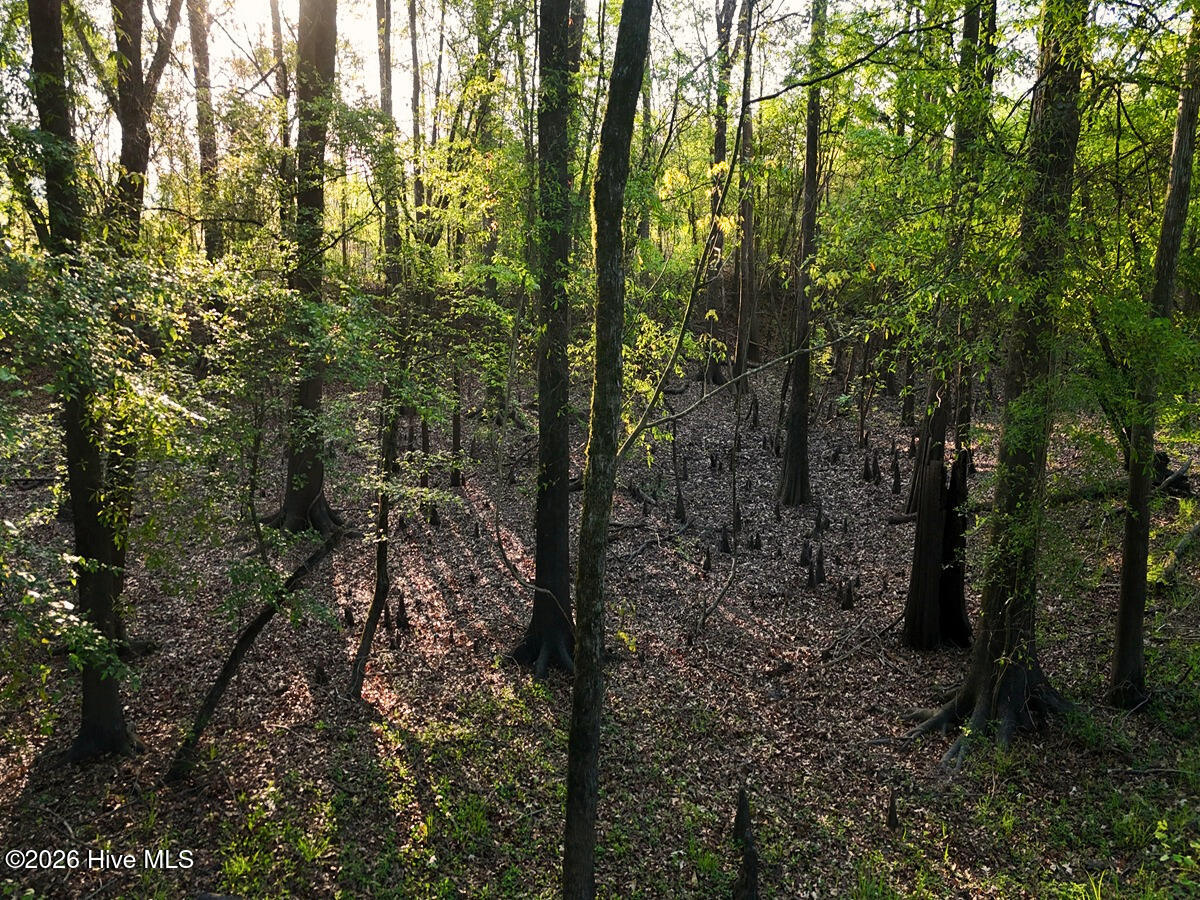 0 Durwood Evans Road Beulaville, NC 28518 - Photo 54 of 68 54. Riverfront Bottomland Area