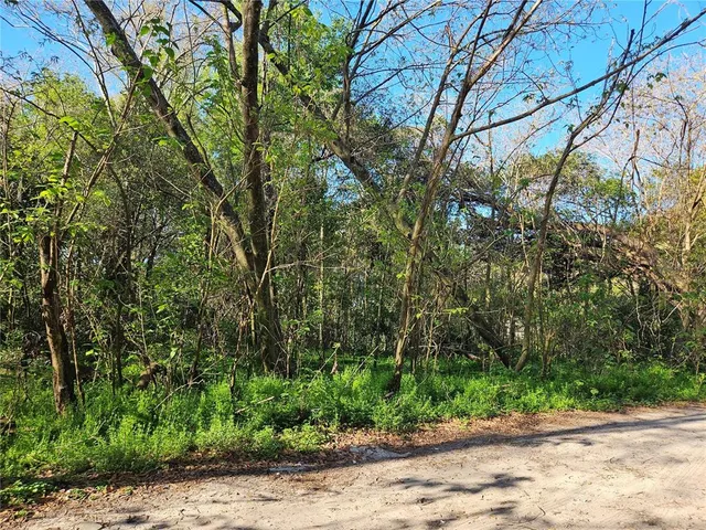a view of a yard with plants and large trees