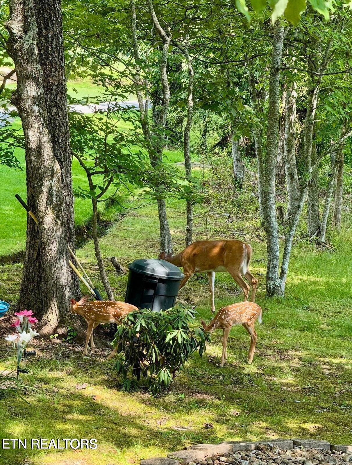 138 Baltusrol Road Crossville, TN 38558 - Photo 40 of 42 20250917004007765556000000-o