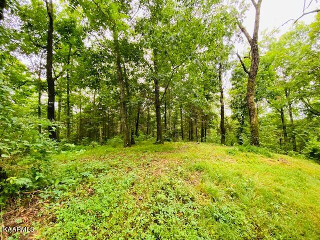 2254 Barger Road Parrottsville, TN 37843 - Photo 14 of 41 IMG_5075