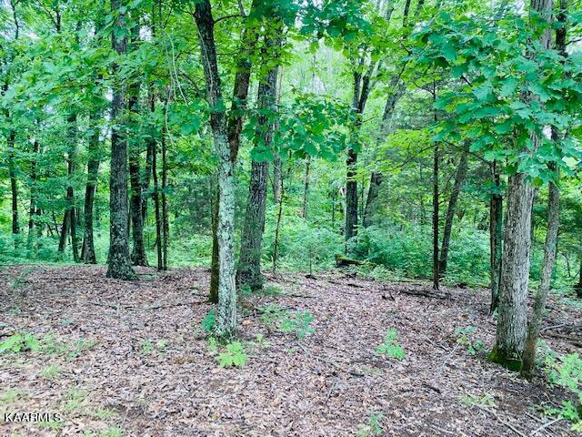 2254 Barger Road Parrottsville, TN 37843 - Photo 22 of 41 IMG_5098