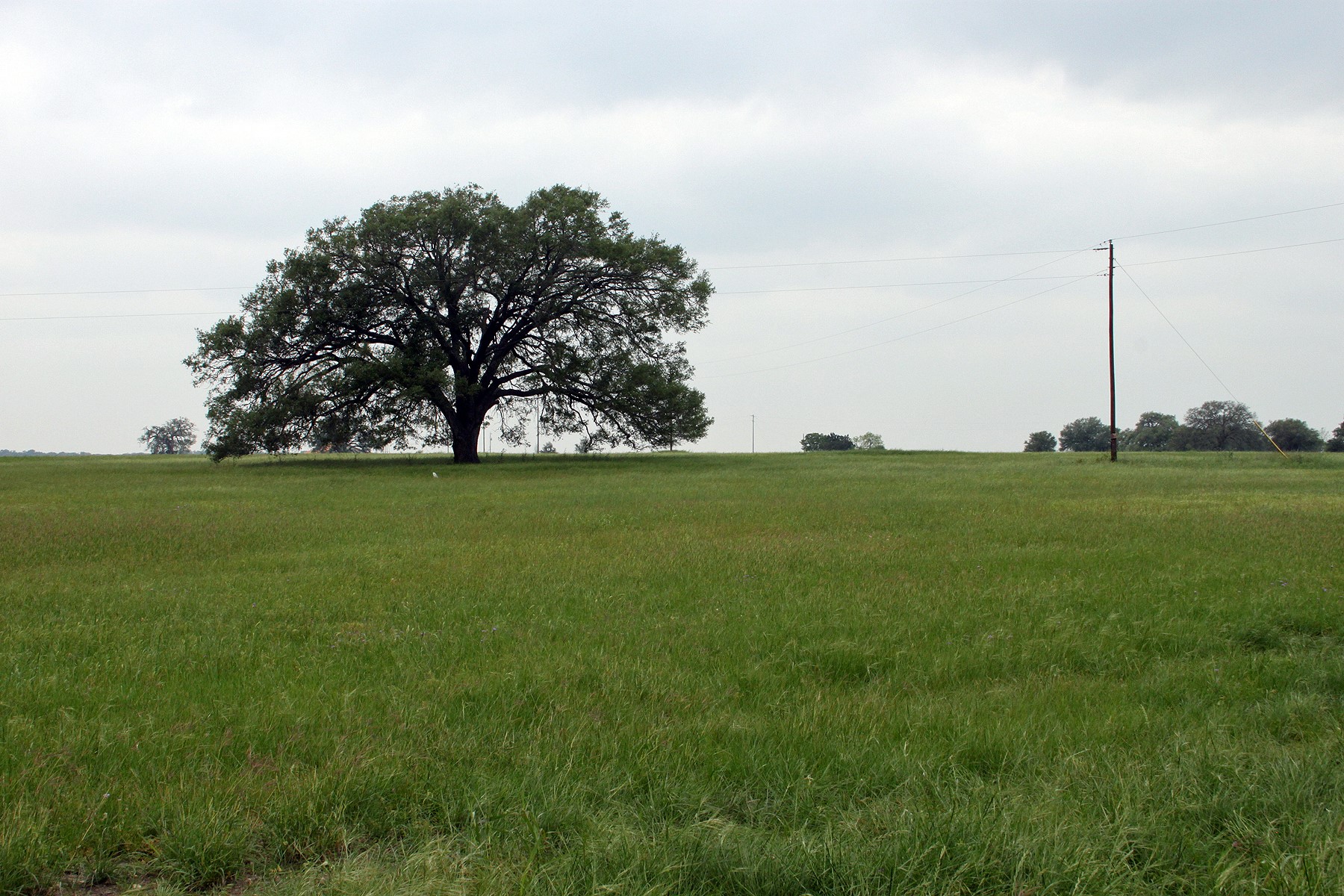 0 Brushy Branch Road Lockhart, TX 78644 - Photo 2 of 19 A sprawling green pasture, crowned by a mature oak, evokes the vastness of rural landscapes.