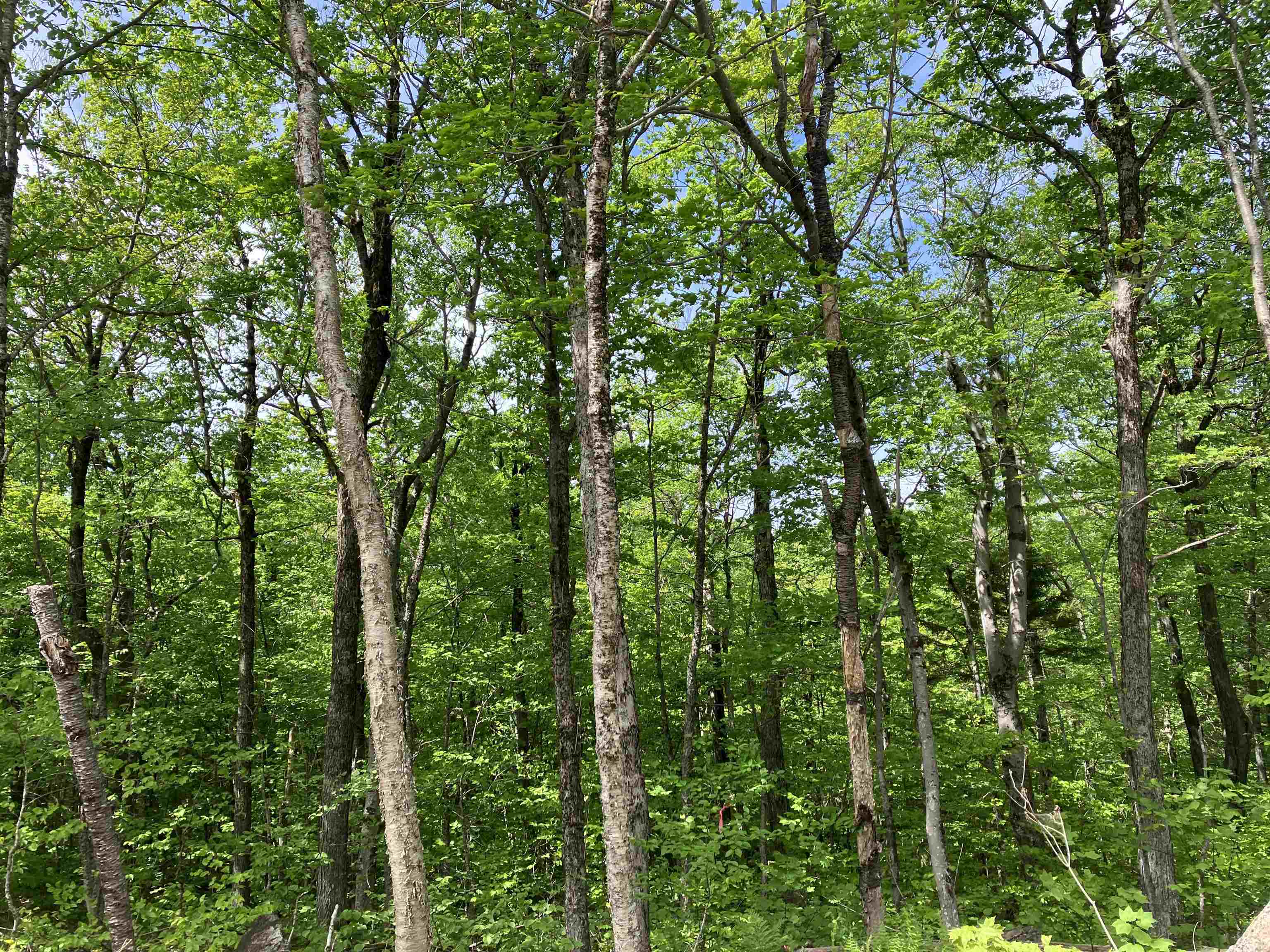404 Fox Mt Road, Unit M404 Wilmington, VT 05363 - Photo 1 of 39