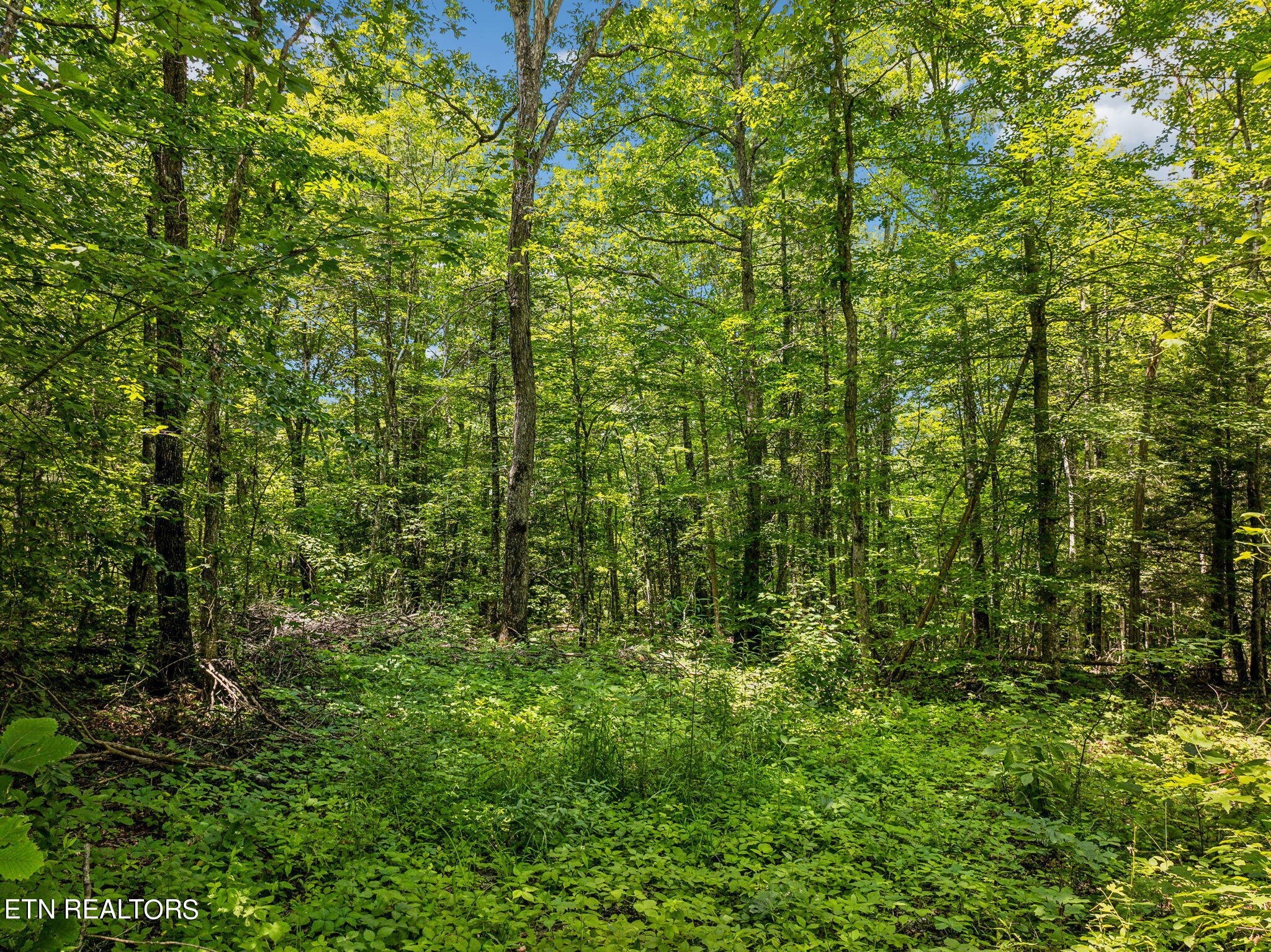 400 Double Arch Retreat Road Allardt, TN 38504 - Photo 18 of 18 Multiple Level Build Sites