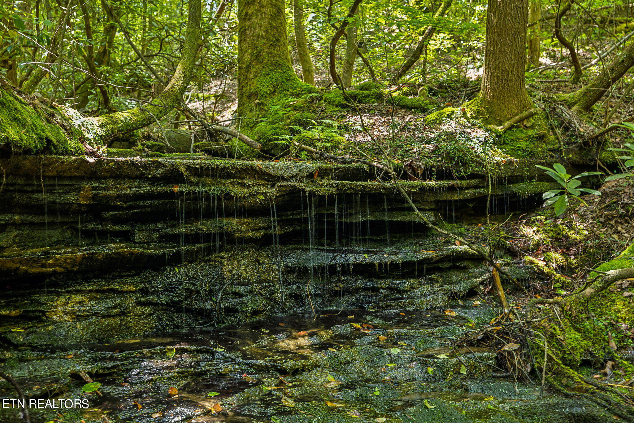 400 Double Arch Retreat Road Allardt, TN 38504 - Photo 8 of 18 Rock Formations